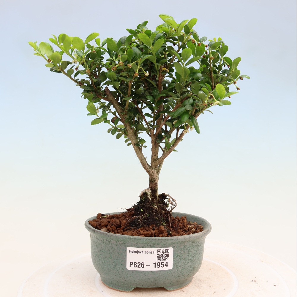 Pokój bonsai - Ilex crenata - Ostrokrzew