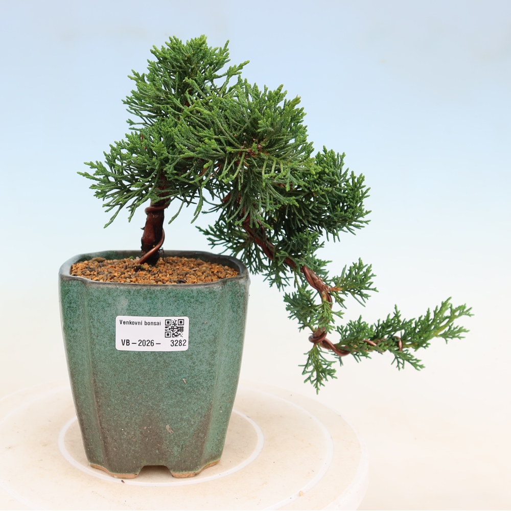 Outdoor bonsai - Juniperus chinensis Kishu
