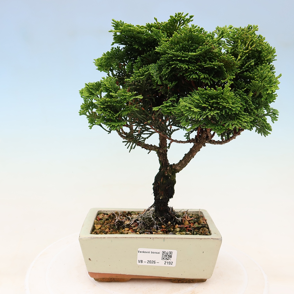 Bonsai zewnętrzne - Cham.pis obtusa Nana Gracilis - Cyprys