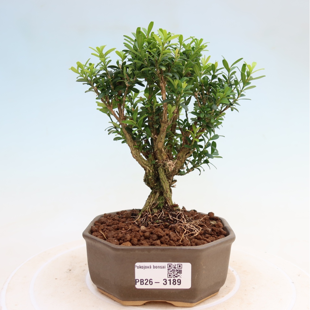 Pokój bonsai - Buxus harlandii - buxus korkowy