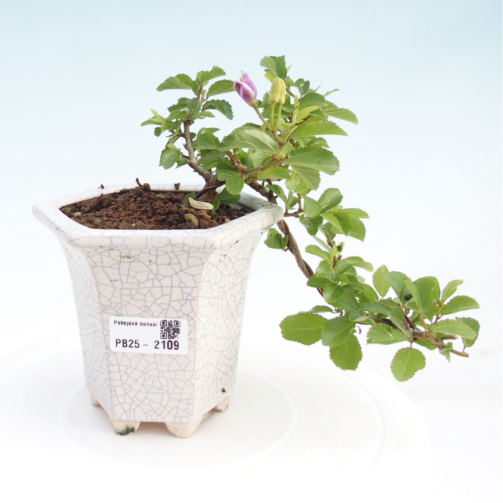 Kryty bonsai - Grewia occidentalis - Lawendowa gwiazda