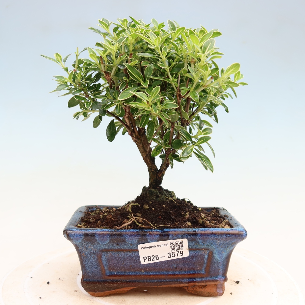 Bonsai pokojowe – Serissa foetida Variegata – Drzewo tysiąca gwiazd