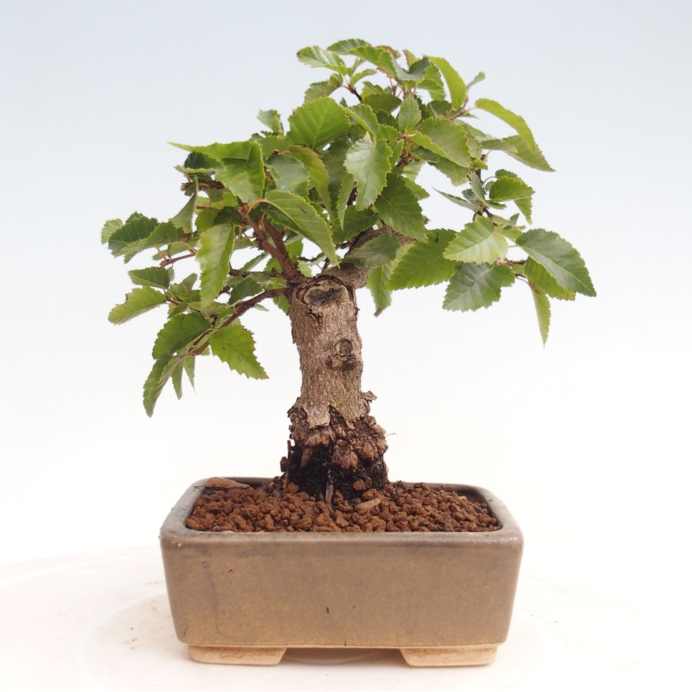 Na zewnątrz bonsai-Karpiny KARPINOWE - Koreański Grab
