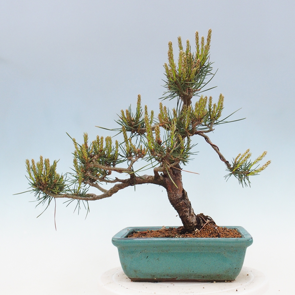 Outdoor bonsai - Pinus Sylvestris - sosna zwyczajna