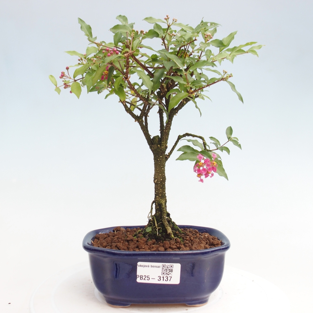 Bonsai pokojowe - Malpighia coccigera - Wiśnia Barbdorska
