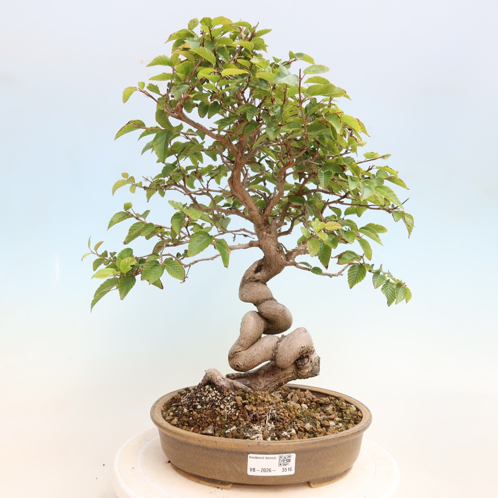 Outdoor bonsai - Carpinus CARPINOIDES - grab koreański