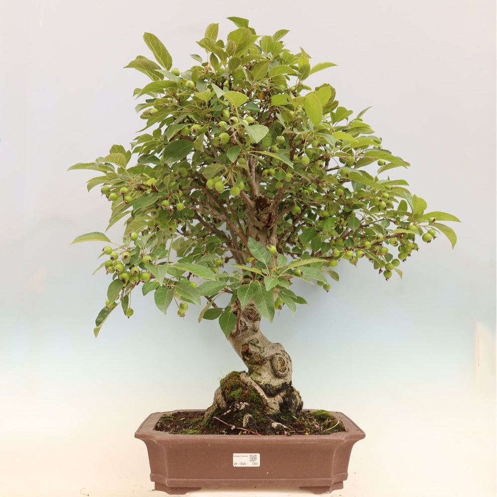 Bonsai plenerowe - Malus Halliana - Jabłoń drobnoowocowa