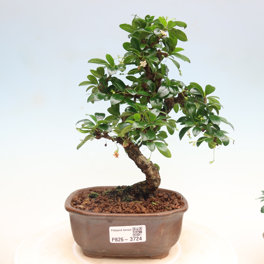 Bonsai pokojowe - Carmona macrophylla - Tea fuki