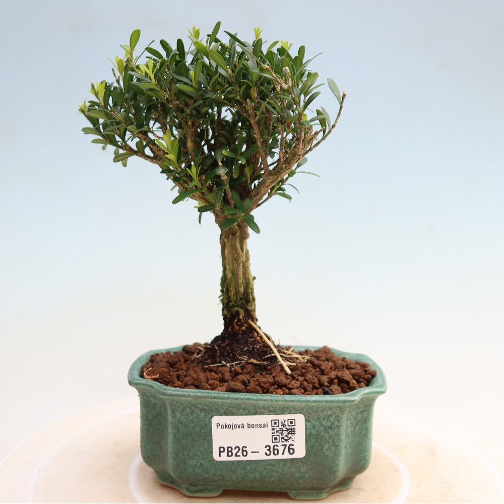 Pokój bonsai - Buxus harlandii - buxus korkowy
