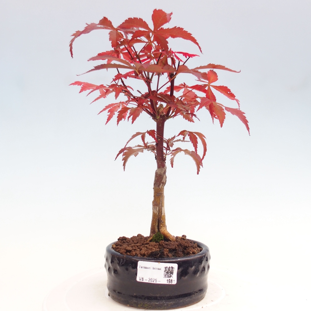 Bonsai zewnętrzne - palma Acer. Klon Atropurpureum-Palmleaf