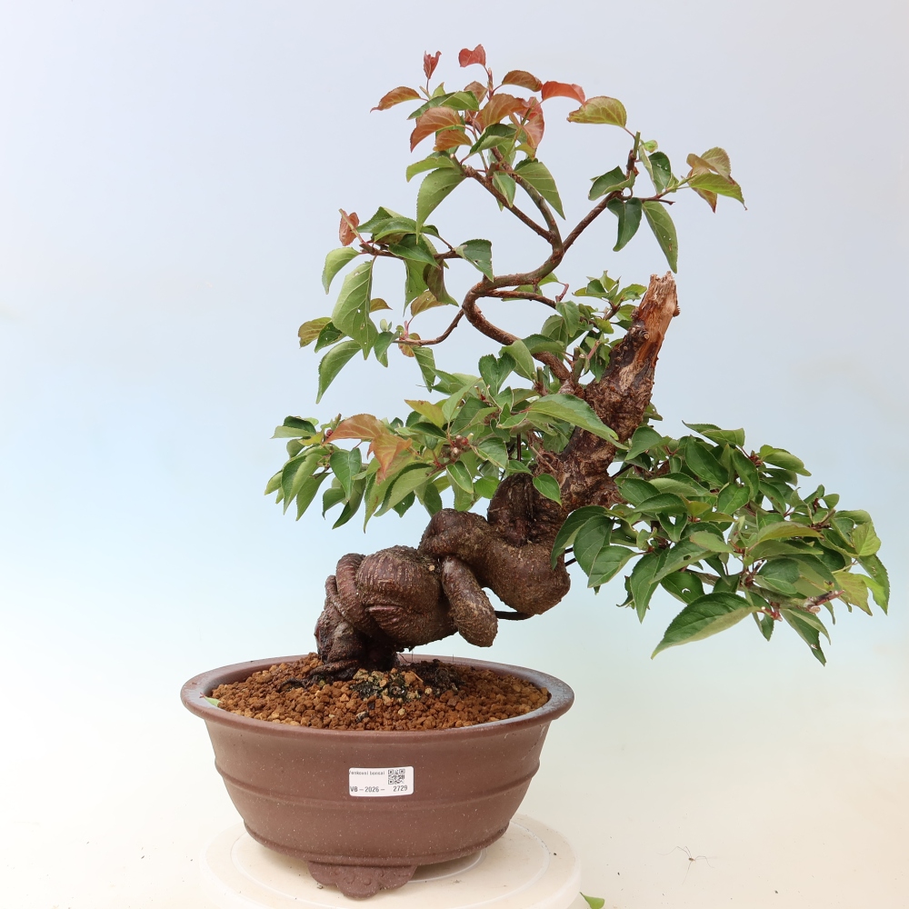 Bonsai ogrodowe – japońska śliwka – Prunus Mume