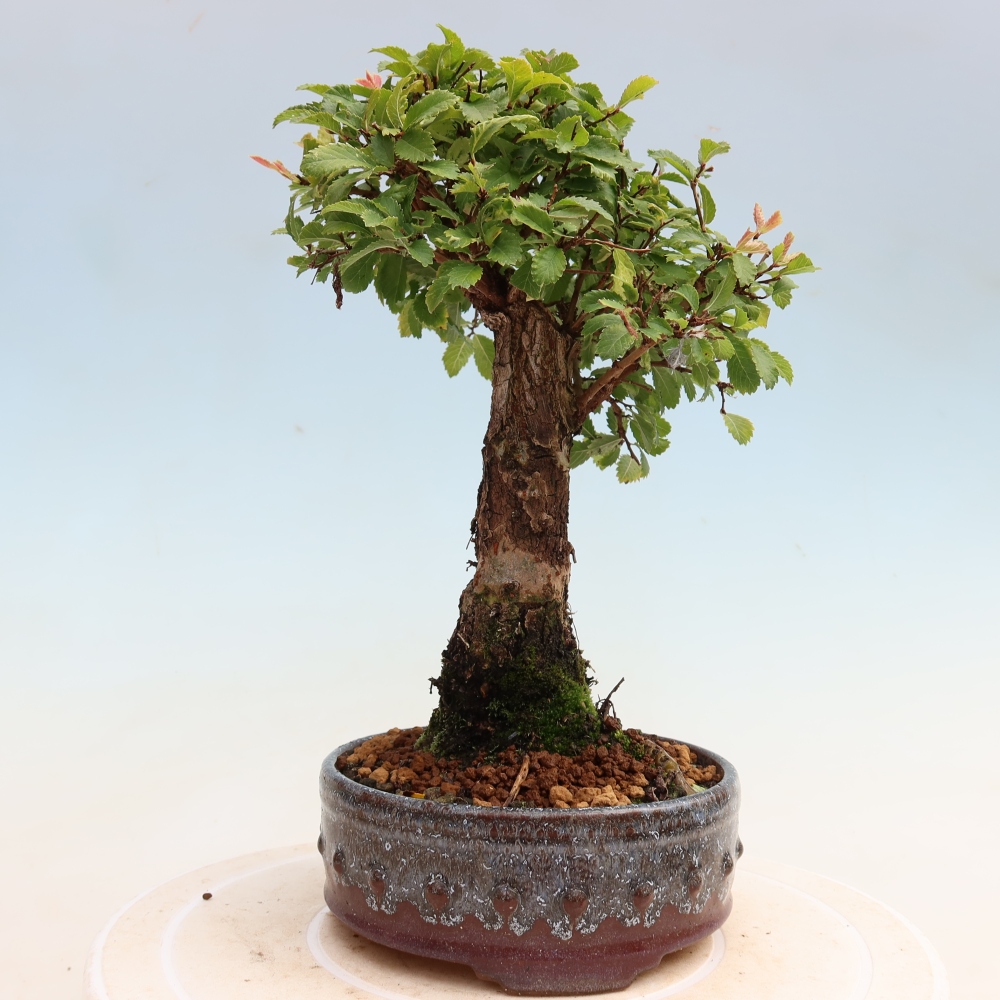 Bonsai zewnętrzne - Zelkova - Zelkova NIRE