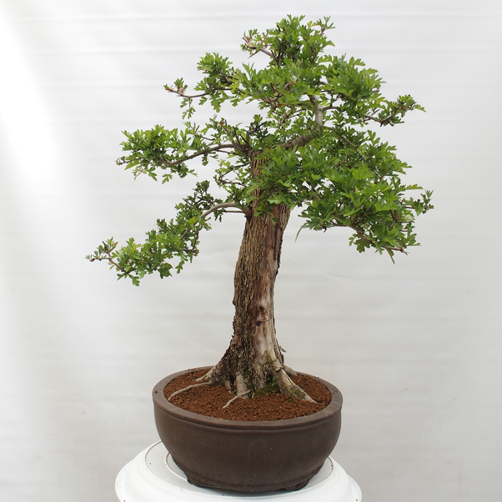 Bonsai zewnętrzne - Głóg - Crataegus monogyna