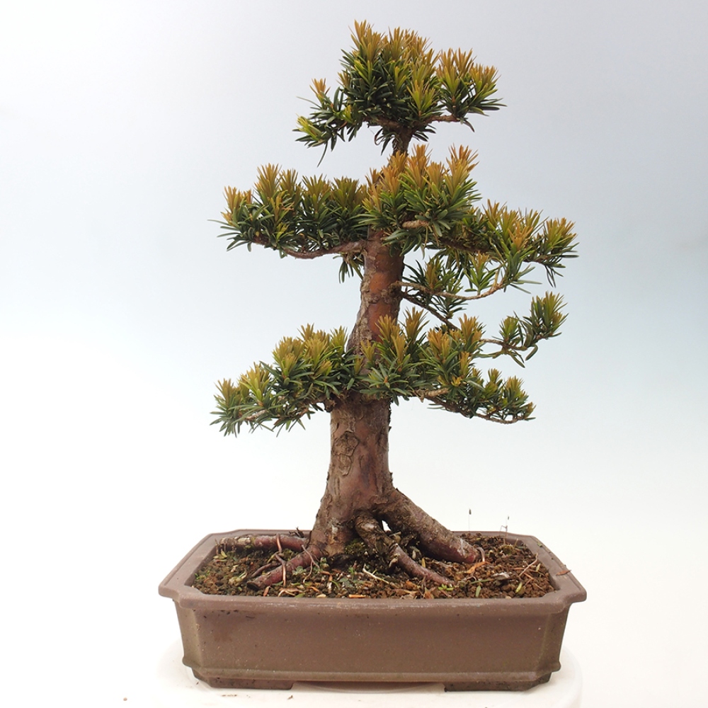 Bonsai na zewnątrz - Taxus cuspidata - cis japoński