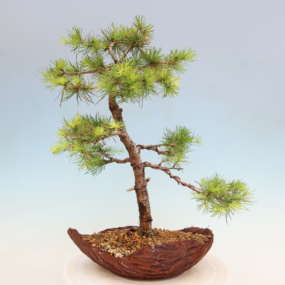 Bonsai zewnętrzne - Larix decidua - Modrzew