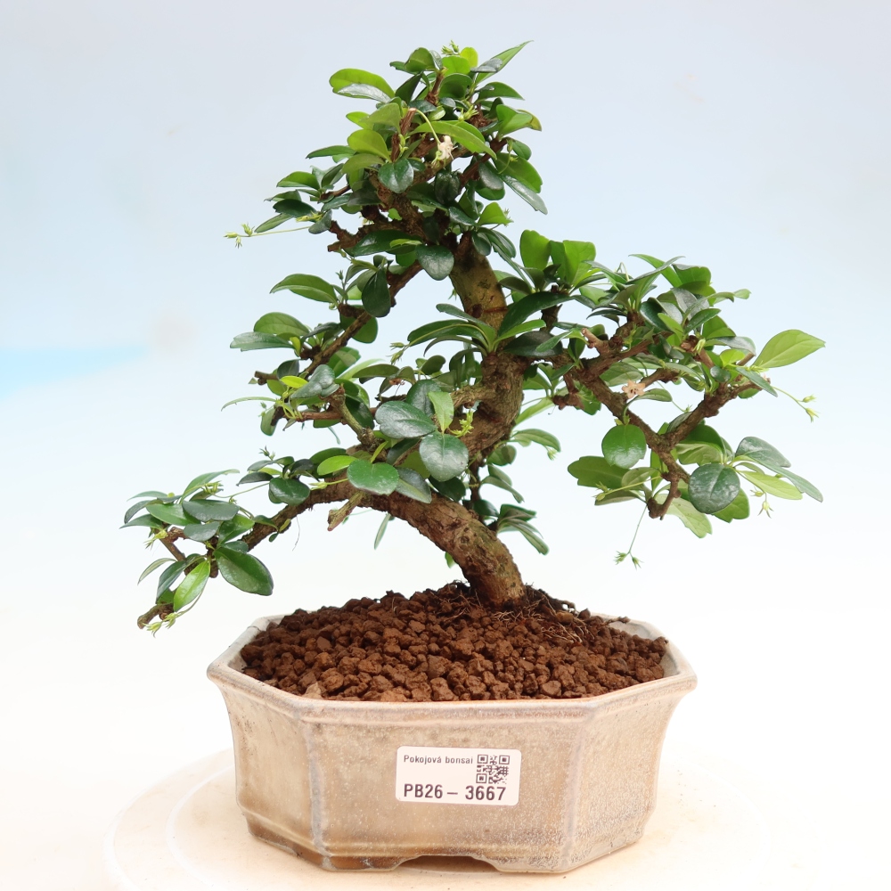 Bonsai pokojowe - Carmona macrophylla - Tea fuki