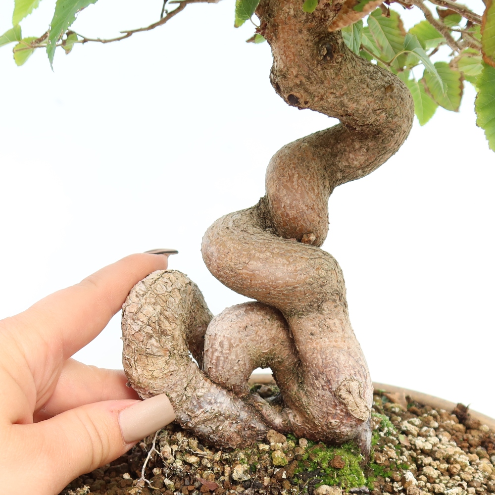 Outdoor bonsai - Carpinus CARPINOIDES - grab koreański