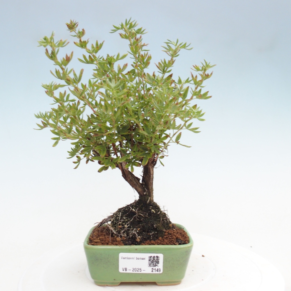 Outdoor bonsai-Pięciolistnik - Potentila fruticosa żółty Ptak