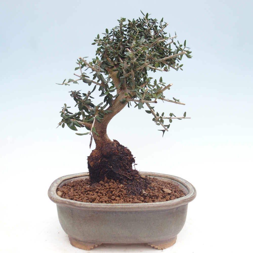 Bonsai do wnętrz - Olea europaea sylvestris