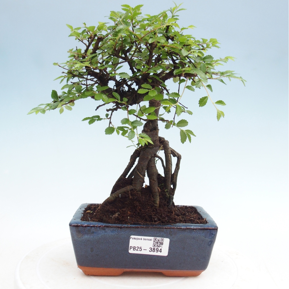 Pokój bonsai - Ulmus parvifolia - Wiąz drobnolistny
