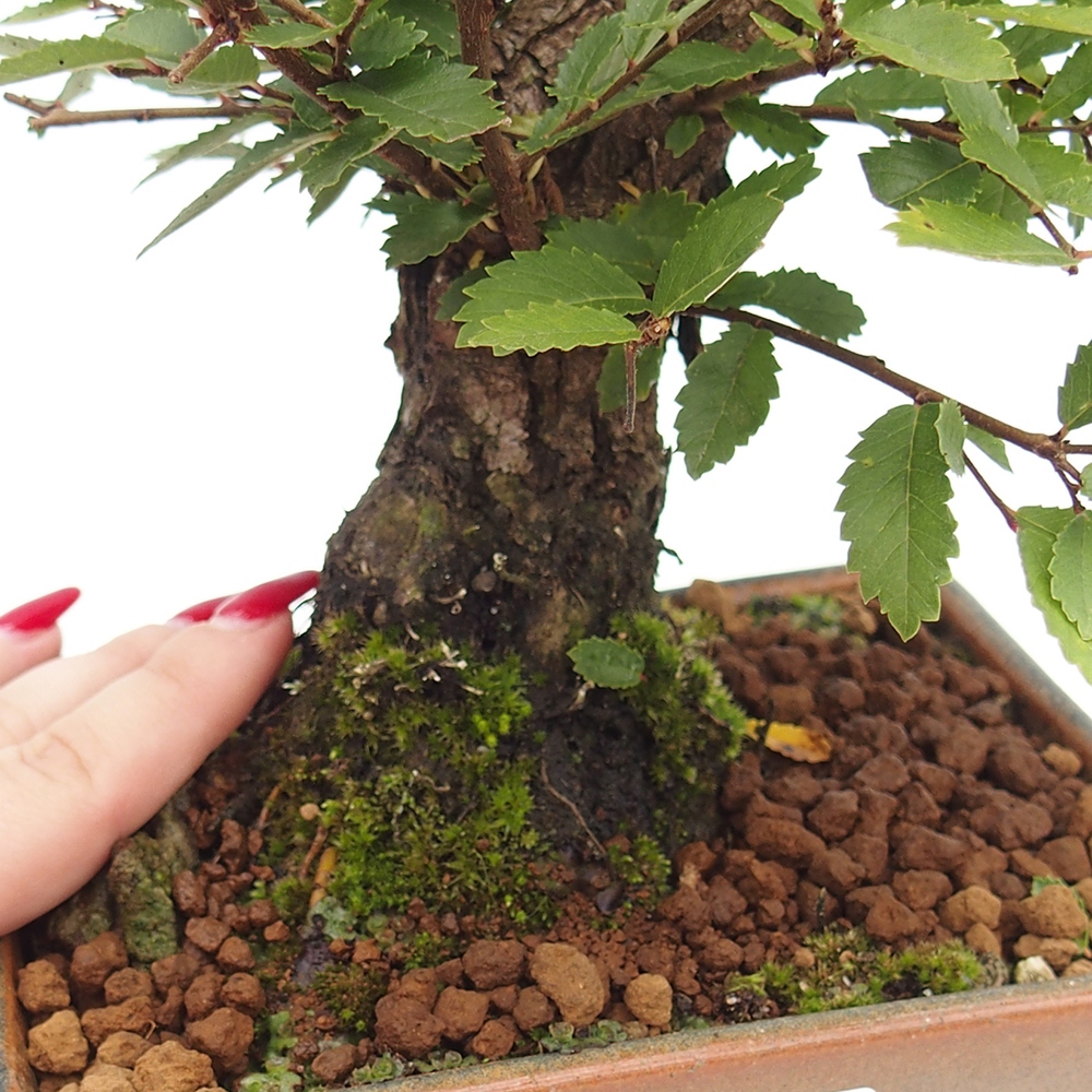 Bonsai zewnętrzne - Zelkova - Zelkova NIRE