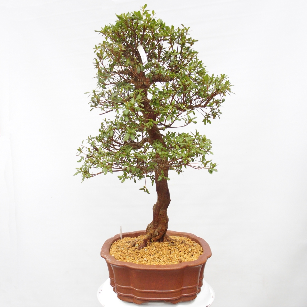Bonsai zewnętrzne - Azalia japońska - Azalia Sayaka