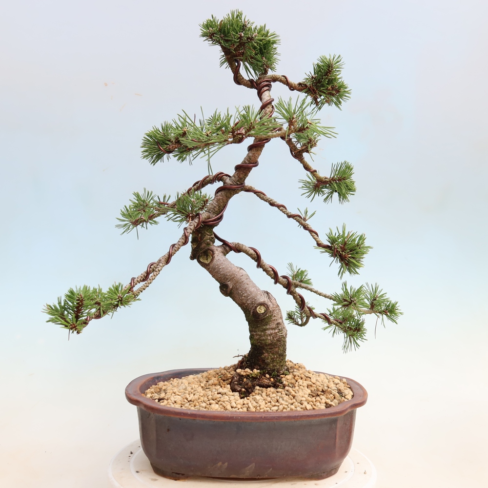 Bonsai ogrodowe – Pinus mugo Humpy – sosna karłowata