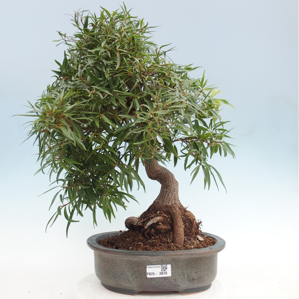 Pokój bonsai - Ficus nerifolia - figowiec drobnolistny