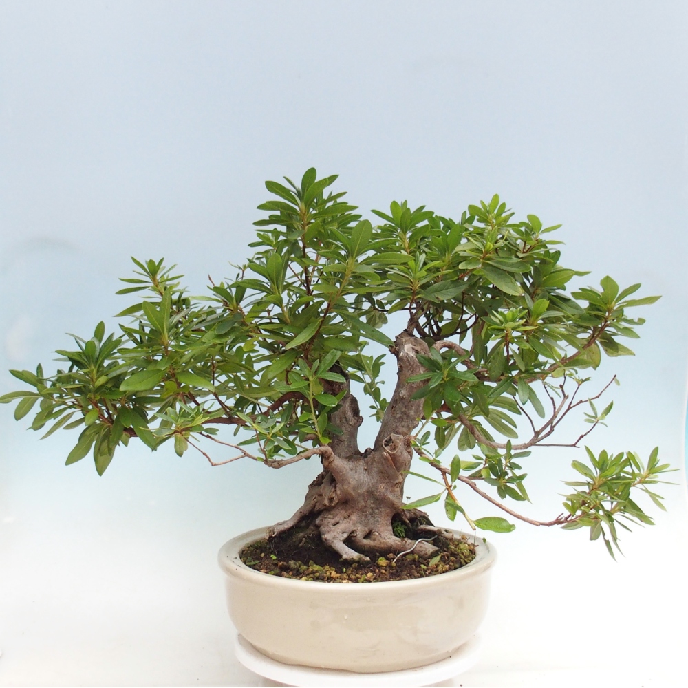 Pokój bonsai - Rhododendron simsii - Pennywort