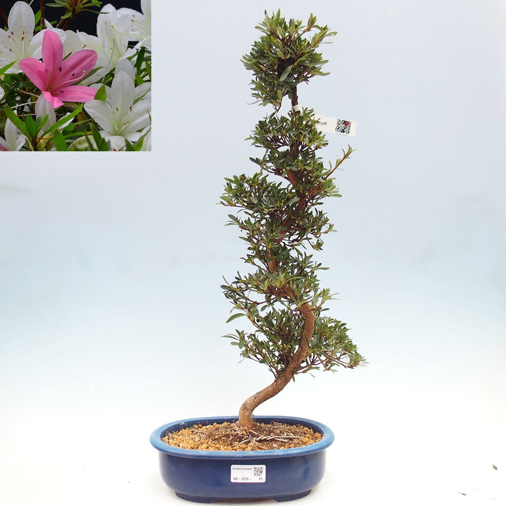 Bonsai zewnętrzne - Azalia japońska - Azalia Hakurin