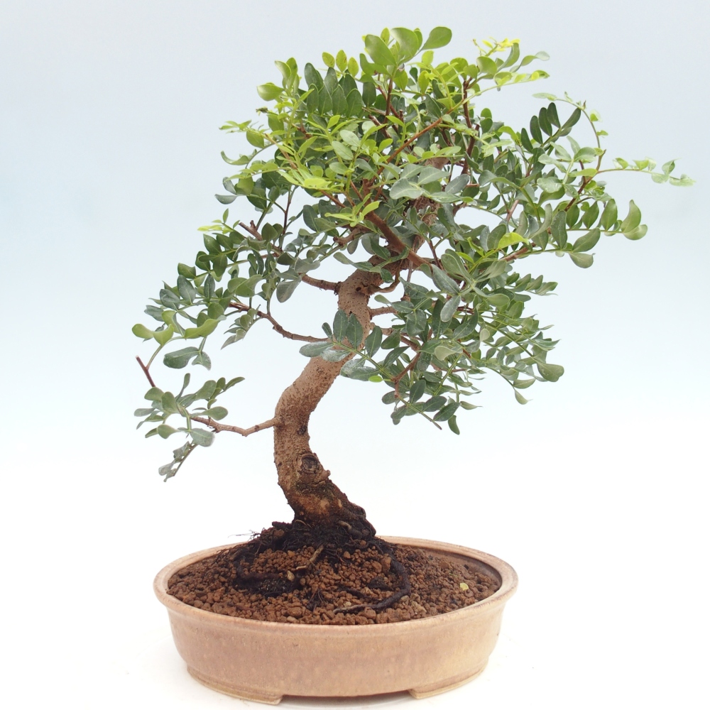 Bonsai pokojowe - Pistacja