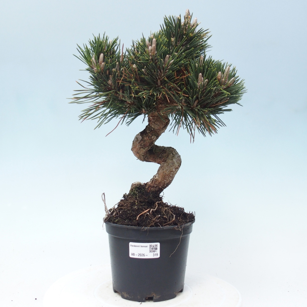 Outdoor bonsai - Pinus thunbergii senjyumaru - Sosna Thunberga