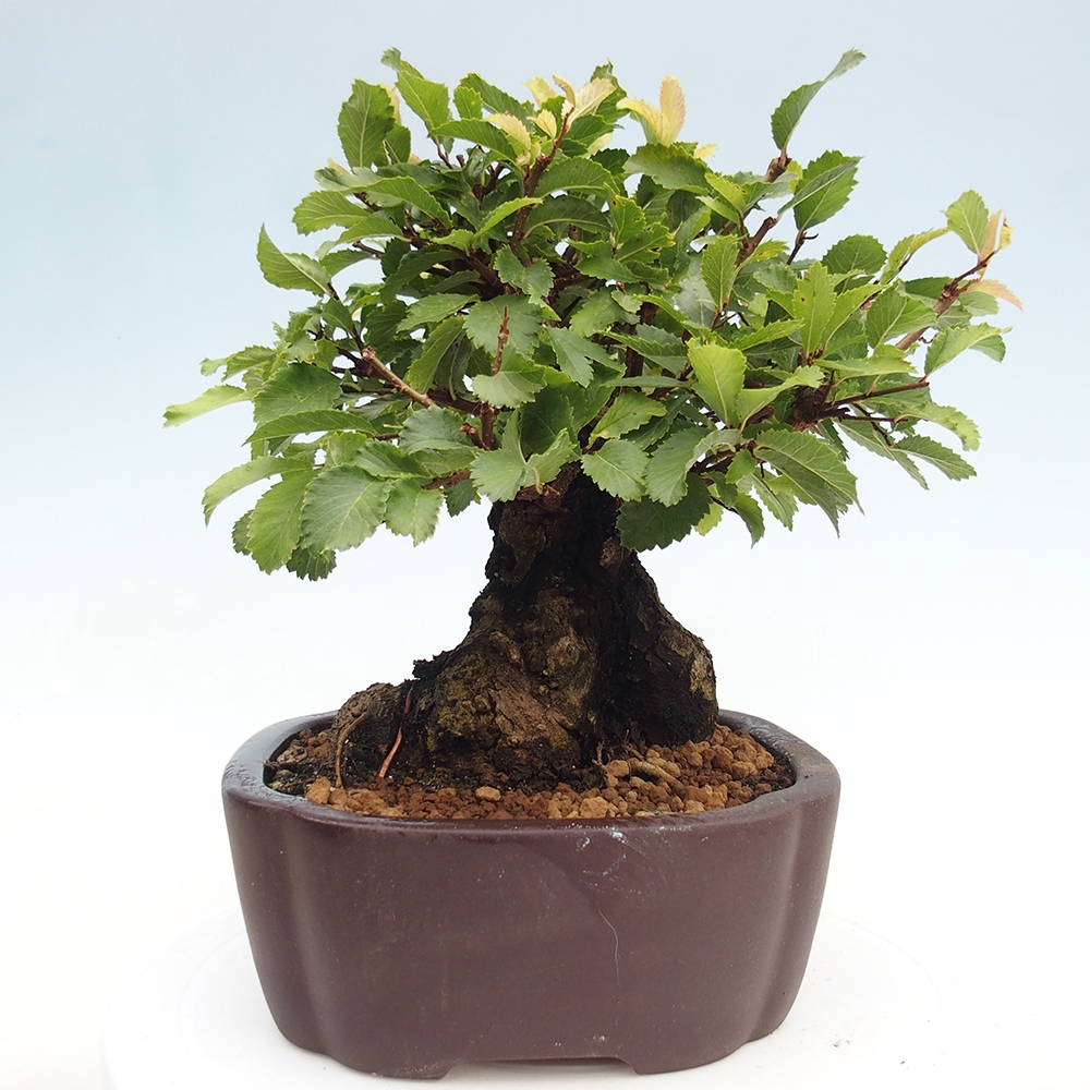 Bonsai na zewnątrz - Zelkova - Zelkova serrata