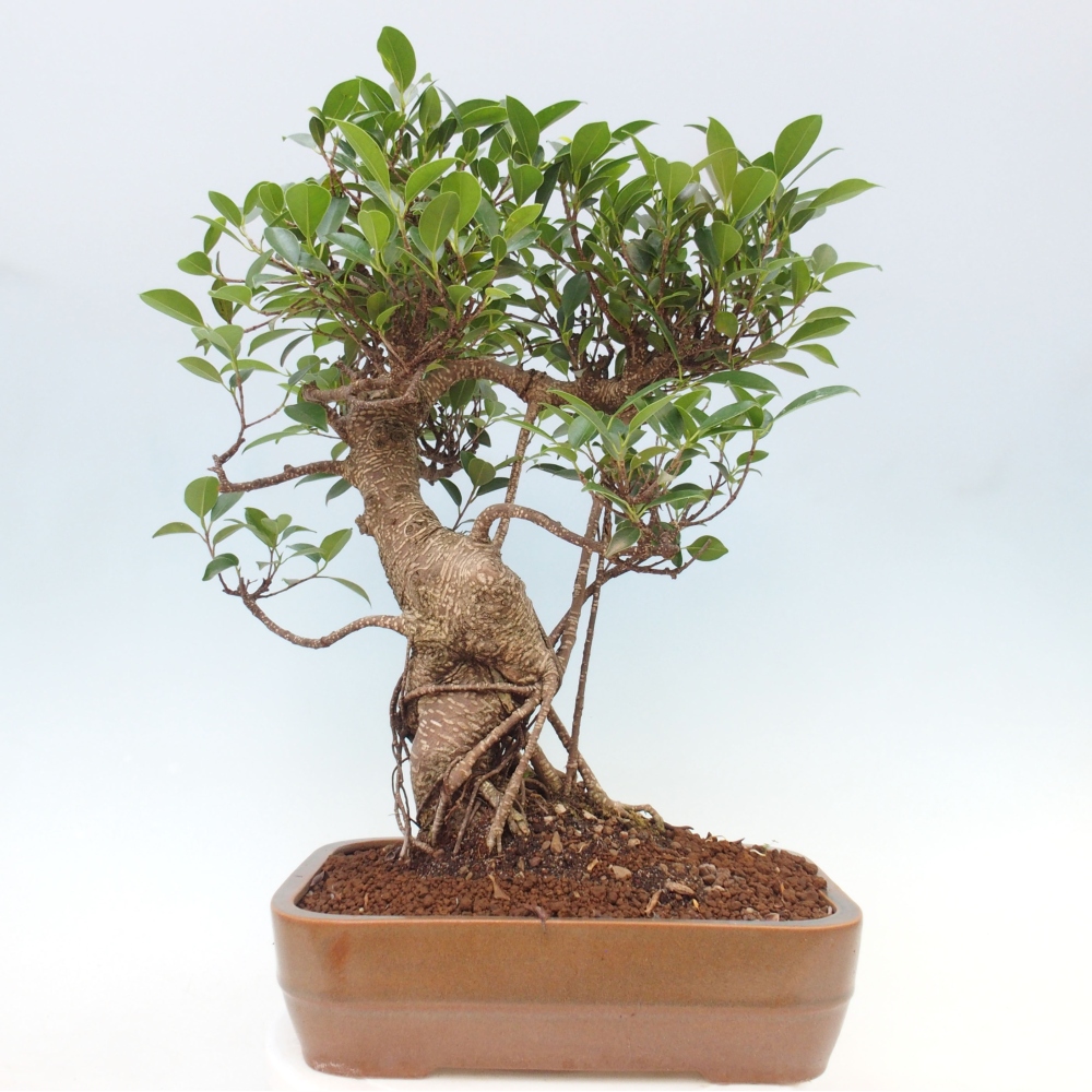 Kryty bonsai - Ficus kimmen - figowiec drobnolistny
