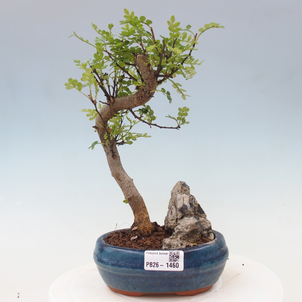 Pokój bonsai - Zantoxylum piperitum - drzewo pieprzowe