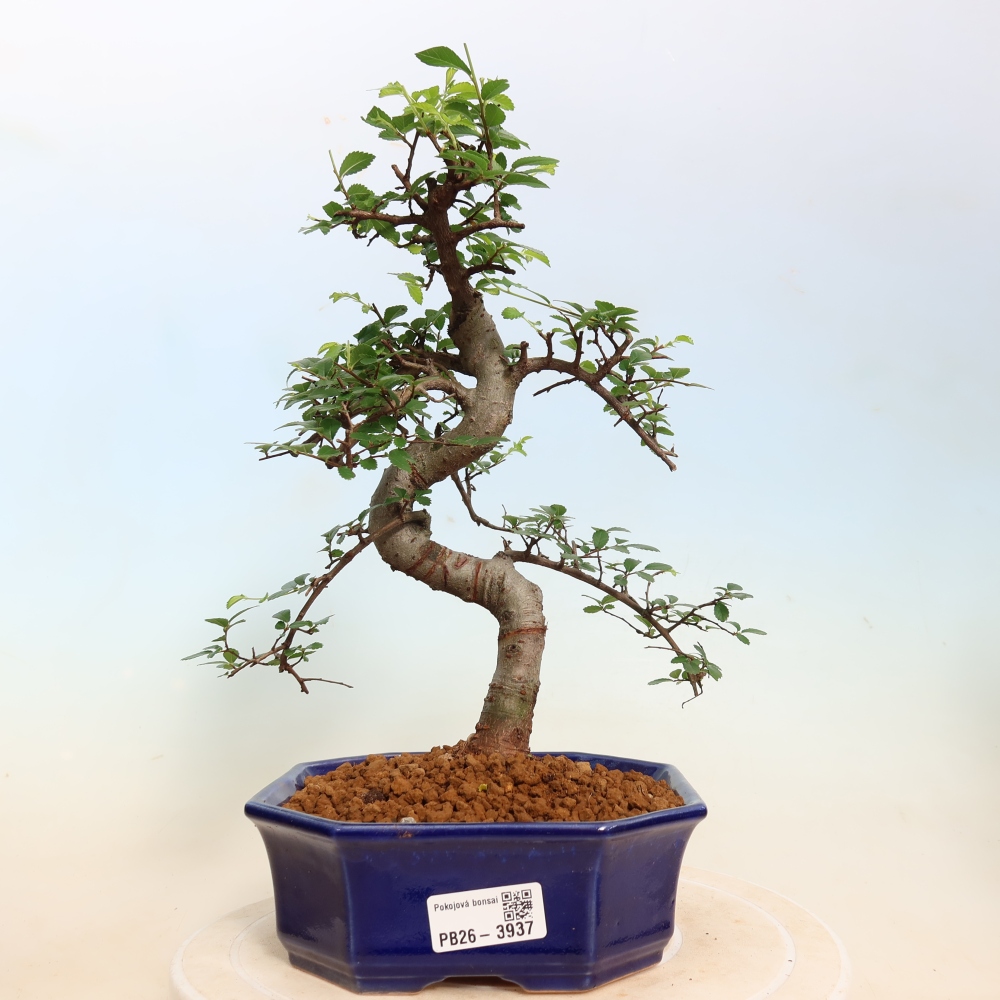 Pokój bonsai - Ulmus parvifolia - Wiąz drobnolistny