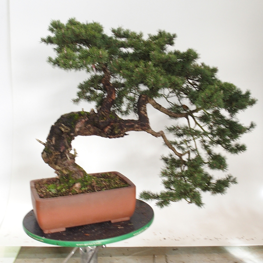 Yamadori - Pinus sylvestris Hiszpania