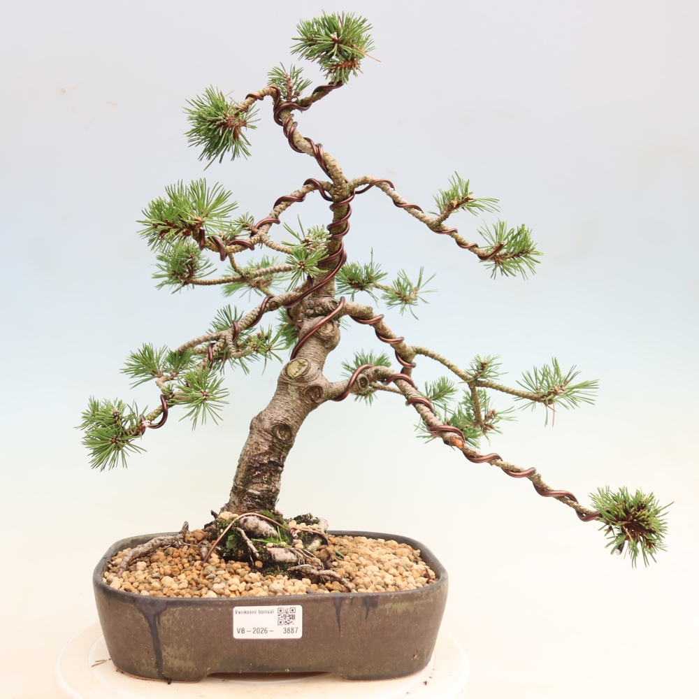 Bonsai ogrodowe – Pinus mugo Humpy – sosna karłowata