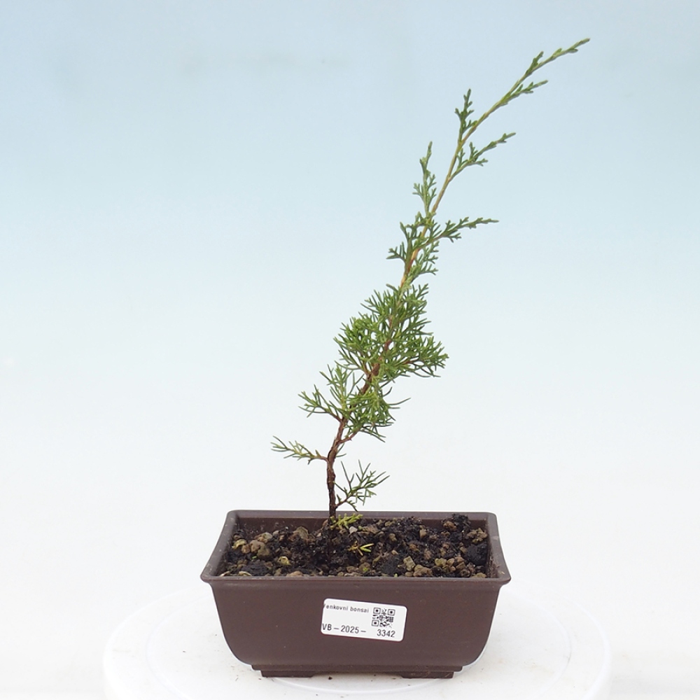 Outdoor bonsai - Juniperus chinensis Itoigawa - Jałowiec chiński
