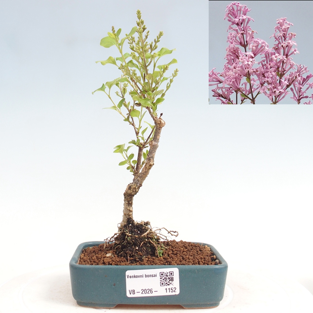 Outdoor bonsai - Syringa Meyeri Palibin - Lilak Meyera