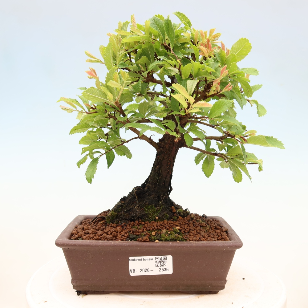 Bonsai zewnętrzne - Zelkova - Zelkova NIRE