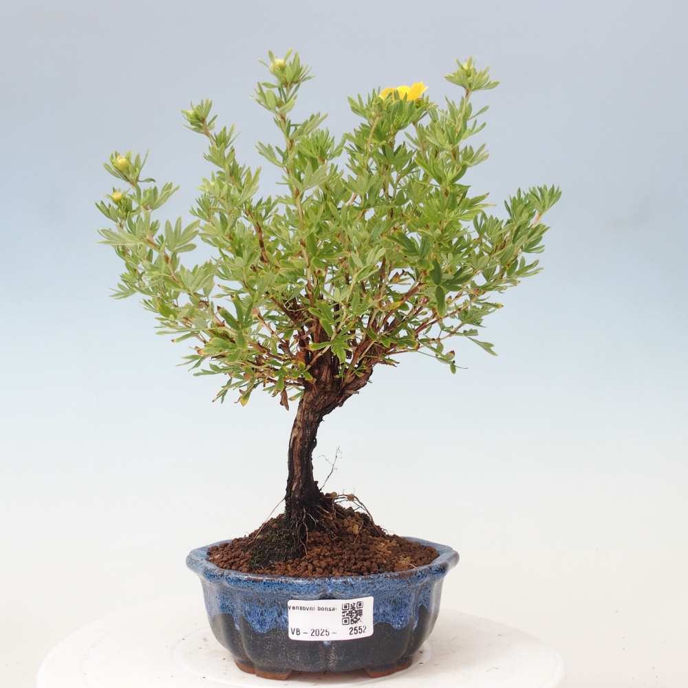 Outdoor bonsai-Pięciolistnik - Potentila fruticosa żółty Ptak
