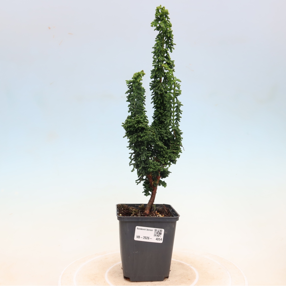 Bonsai zewnętrzne - Cham. obtusa SEKKA HINOKI - Cyprys