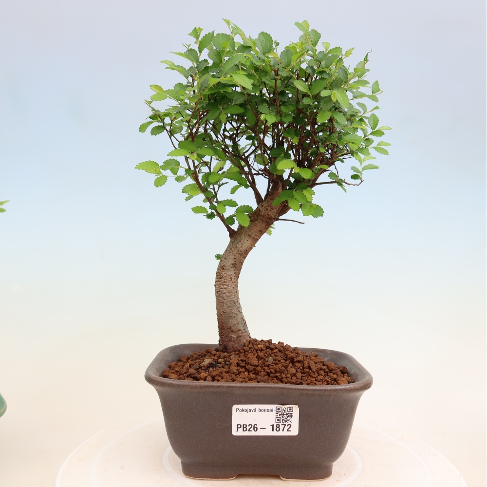 Pokój bonsai - Ulmus parvifolia - Wiąz drobnolistny