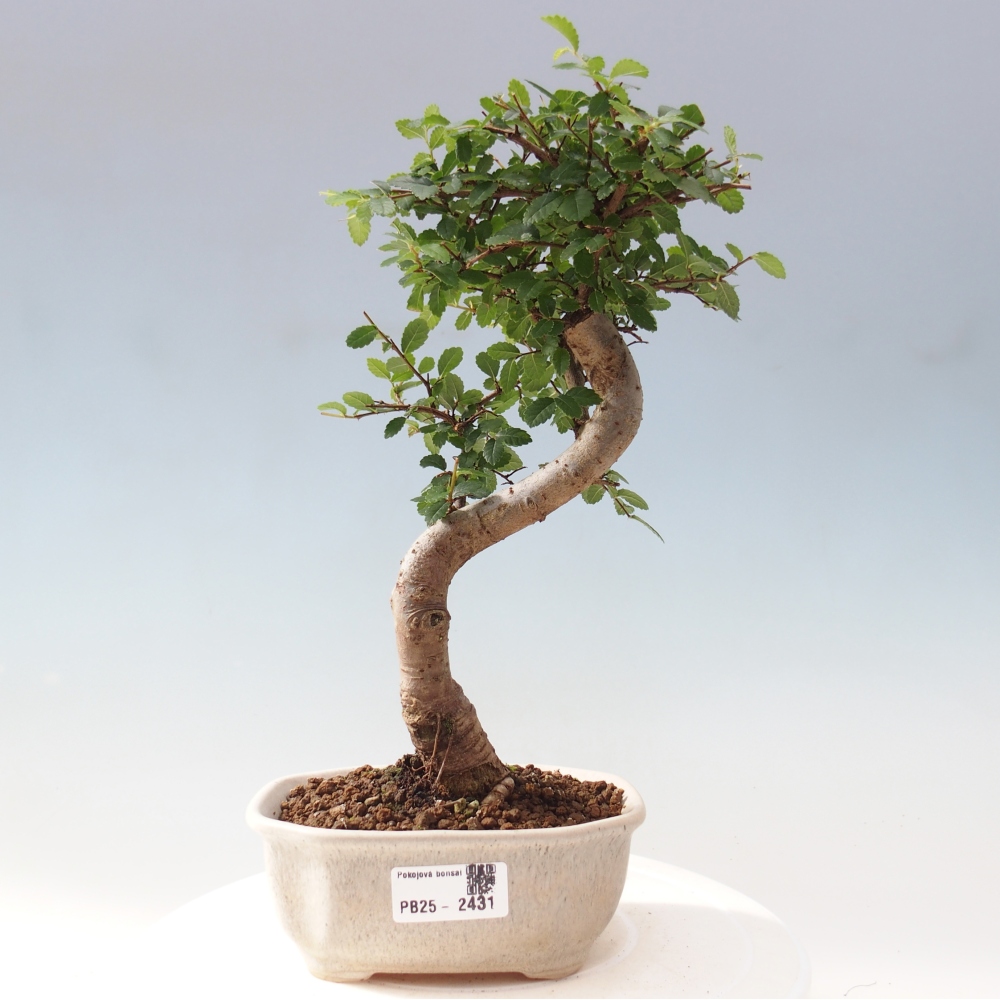 Bonsai wewnętrzne - Ulmus parvifolia - Wiąz drobnolistny