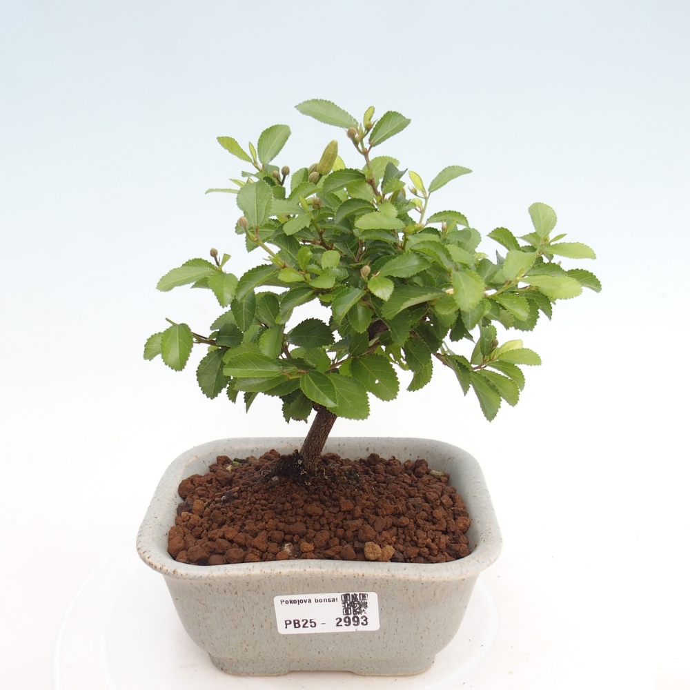Kryty bonsai - Grewia occidentalis - Lawendowa gwiazda