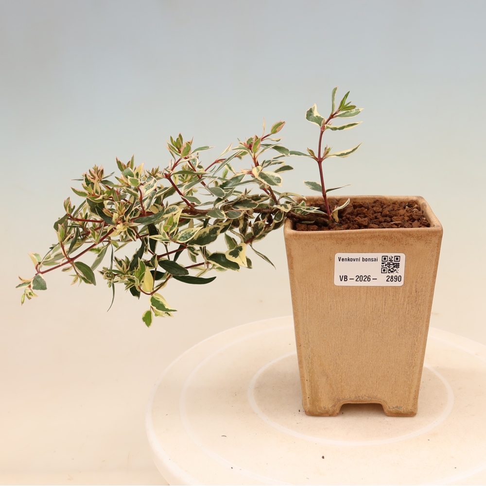 Bonsai ogrodowe – Abelia gr. Confetti – Abelia wielkokwiatowa