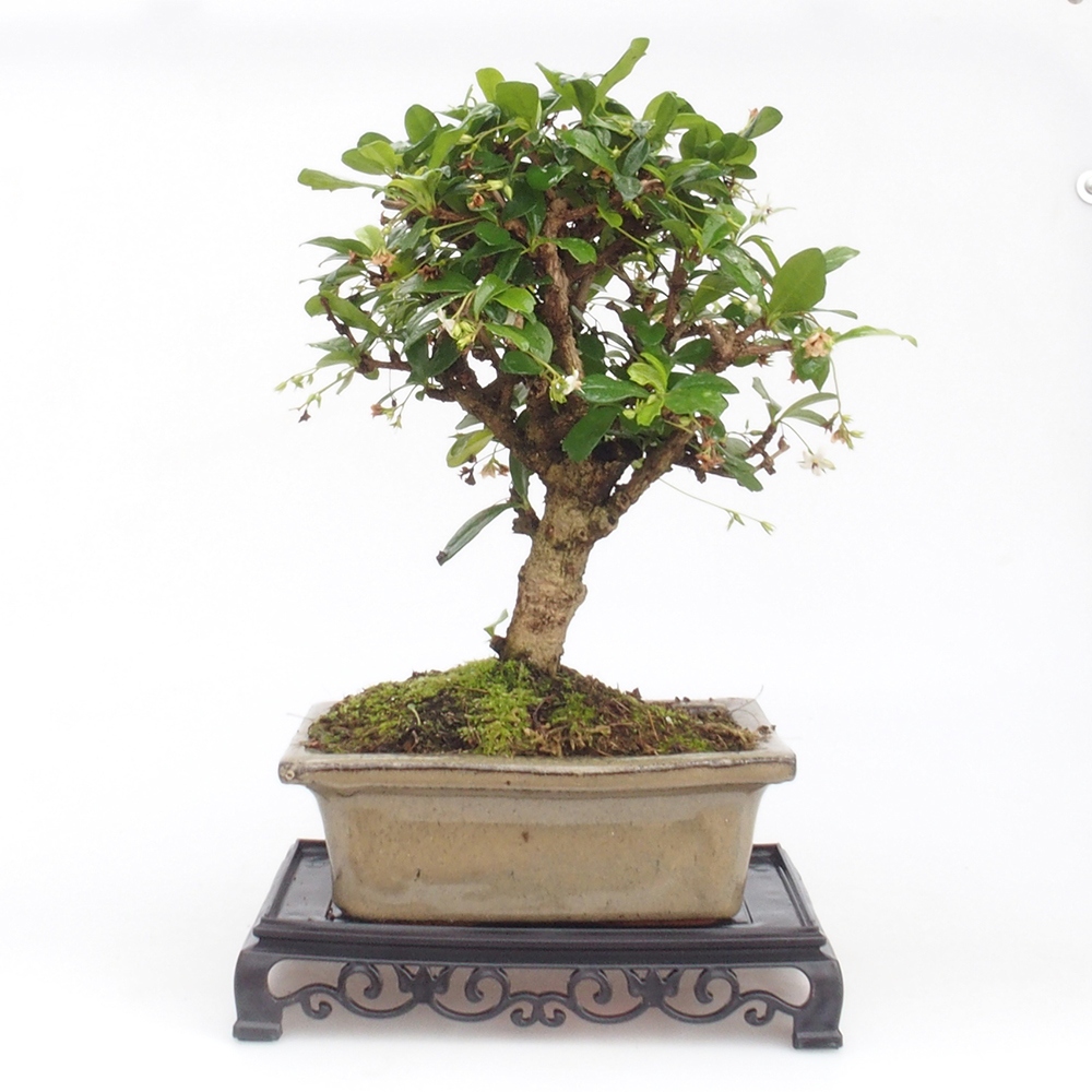 Stolik bonsai plastikowy prostokątny 18 x 12 x 3,5 cm, kolor czarny