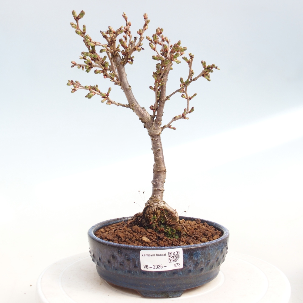 Outdoor bonsai - Prunus incisa Kojou-no mai-Plivon wycięty