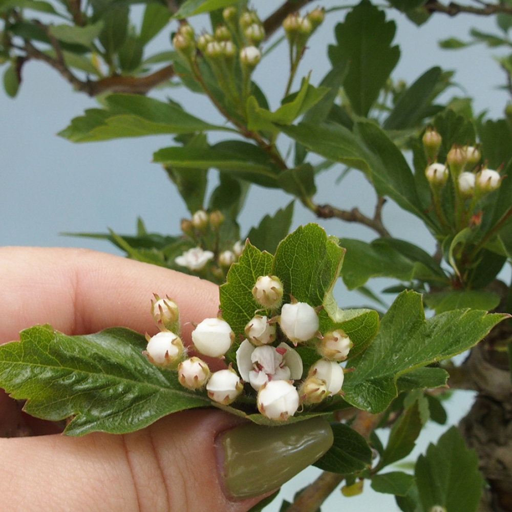 Outdoor bonsai - głóg - Crataegus cuneata